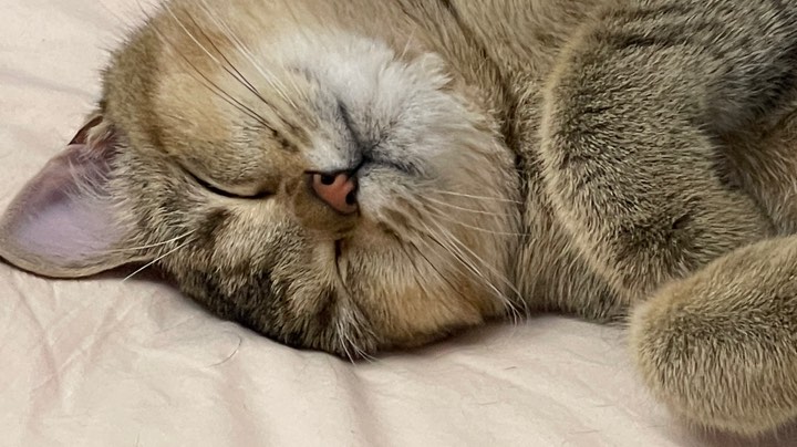 国服钟馗也不过如此吧