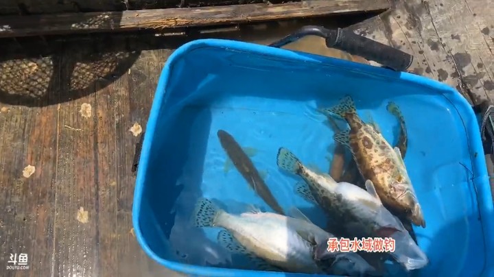 大哥户外打野，今天这鱼收获多多啊