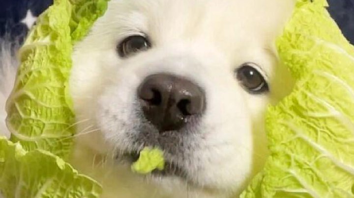 贼菜