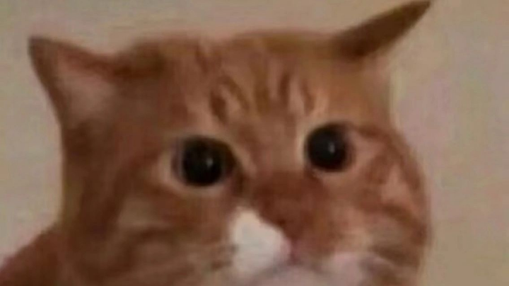 耳