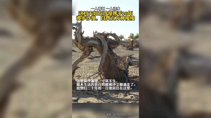 老人荒漠种树20年种下5万多棵梭梭树