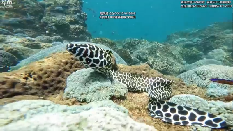 【2022-05-25 03点场】胖胖灬：胖胖OB：RNG VS EG