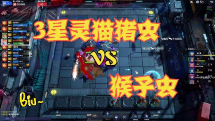 3星灵猫猪虫  VS  猴子虫
