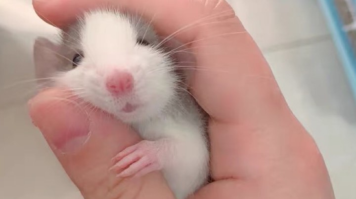 新版本试玩