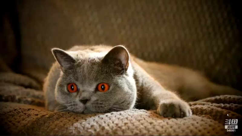 【2022-05-31 20点场】阿二Ayer：白银四倍：不死终会出头，努力