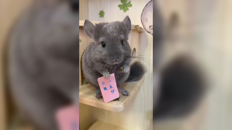 冉冉家的大耗子祝大家六一快乐
