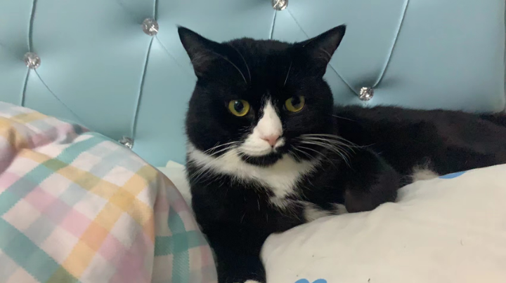 缺氧不那么萌的新