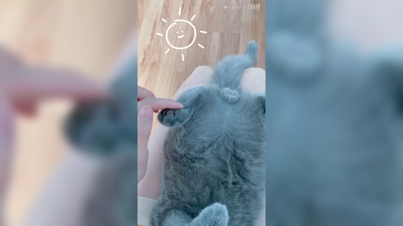 猫爪爪开花~~
