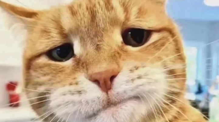 老年狙