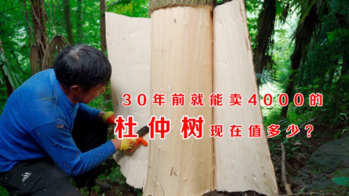 30年前就能卖近4000的一棵杜仲树，现在能值多少？刮下来解锁下