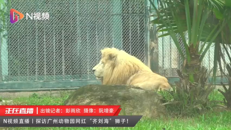 【2022-05-30 15点场】斗鱼综合：探访广州动物园网红“齐刘海”狮子！