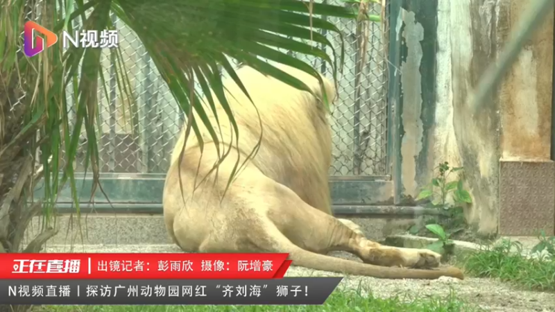 【2022-05-30 17点场】斗鱼综合：探访广州动物园网红“齐刘海”狮子！