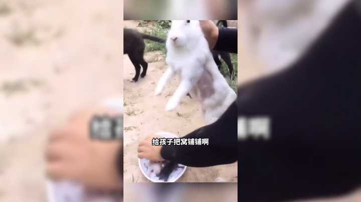 搞笑动物沙雕行为欣赏，小猫咪玩尾巴好搞笑