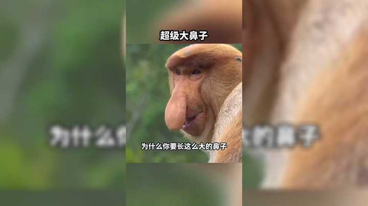 搞笑动物沙雕视频欣赏，猴子吃香蕉，结果香蕉掉了