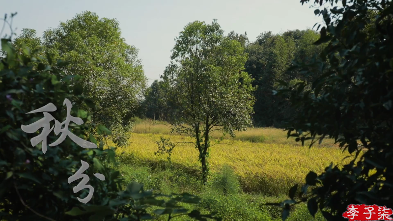 我在斗鱼看李子柒liziqi直播美食