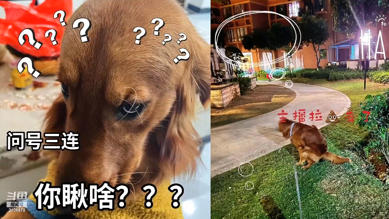【颜值（横屏）】仔仔呐Zz的精彩时刻 20220610 19点场