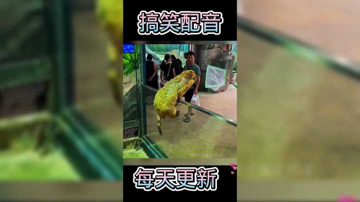 搞笑视频合集，老虎也怕母老虎