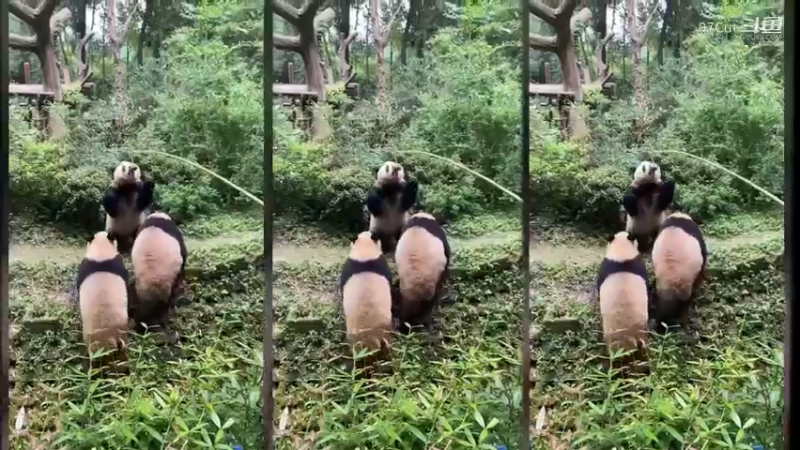 花花：怎么老是抢我果果?hhh