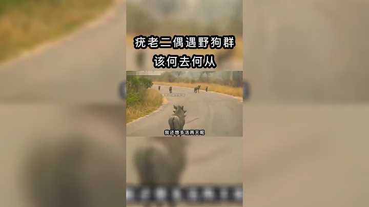 野猪哥偶遇野狗群，该怎么办呢
