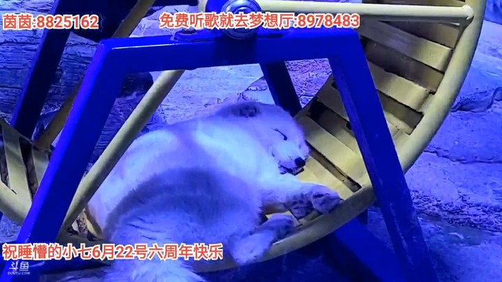 浩哥和茵茵三娃在广州海洋世界看企鹅看狐狸还进万花筒里