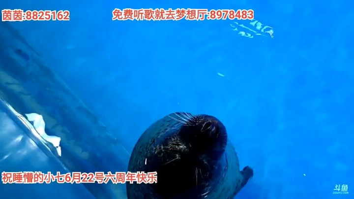 浩哥和茵茵在广州海洋世界看海豹海狮