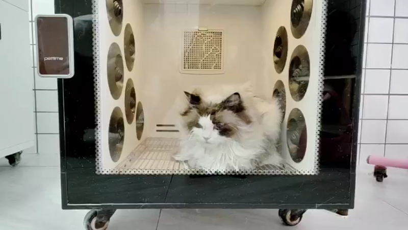 【2022-06-15 14点场】昧昧不是妹妹：翠花冲巅峰第一