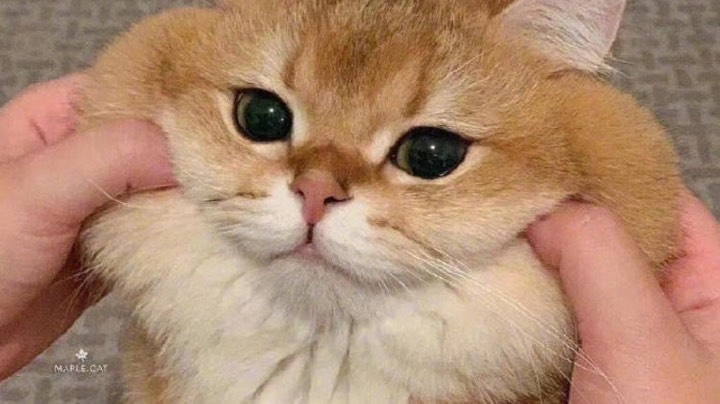 梦游的猫小猫