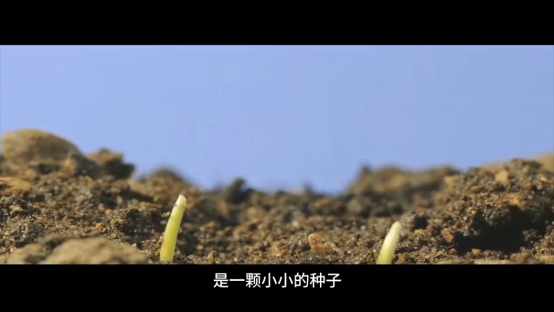 一颗种子的传奇
