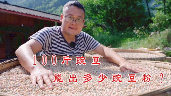 100斤豌豆能出多少粉？豌豆凉粉到底怎么做？耗时7天解锁一下！