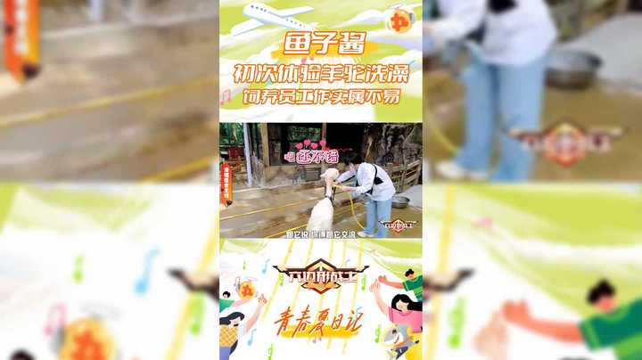 【六边形战士】鱼子酱初次体验羊驼洗澡
