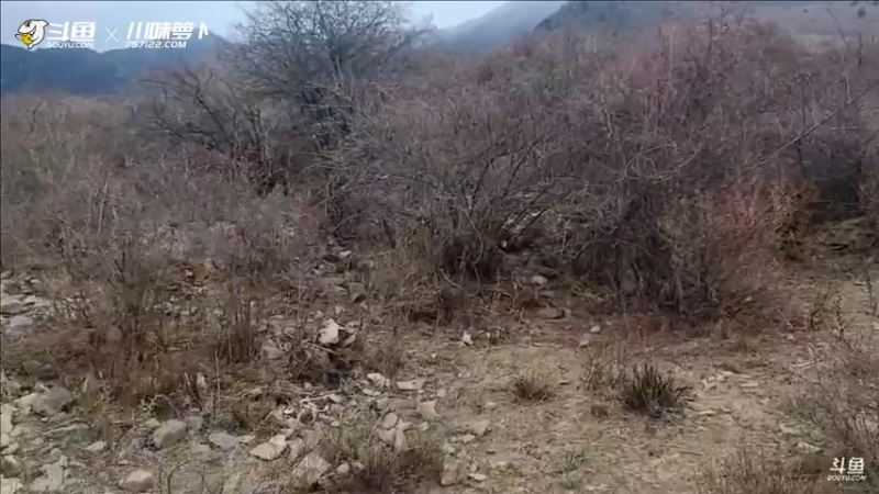 《登山者》荆棘雪山5200