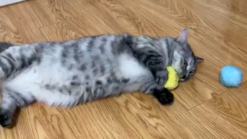 EDG小猫咪之短腿修修猫咪