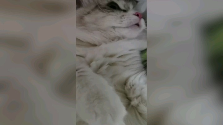 踢掉我手机就开始摆烂的芽总，嘿嘿嘿