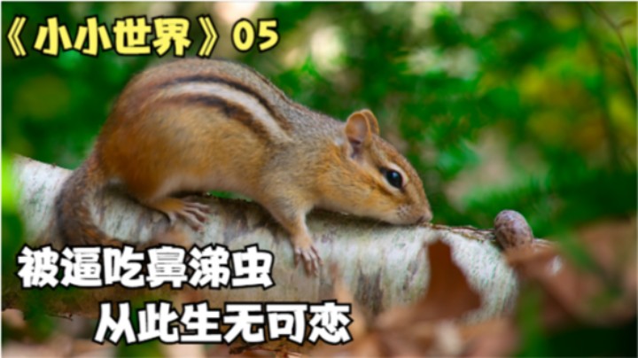 高分纪录片：花栗鼠被迫吃了鼻涕虫，滋味让它生无可恋