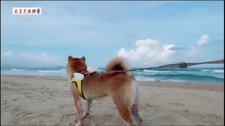 美女与海与小柴犬-18-01-37