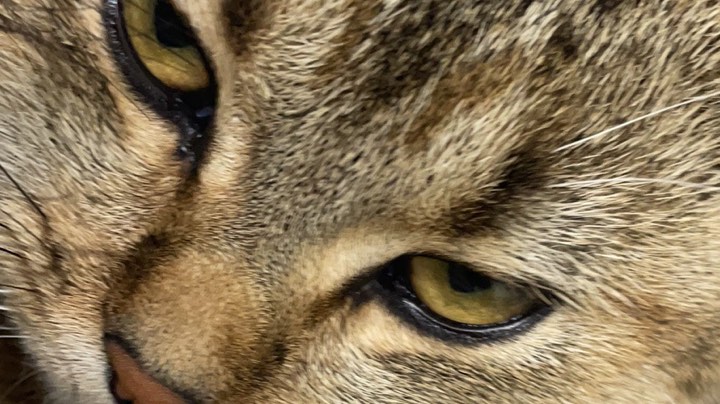 一个赛季的战令币抽了个？