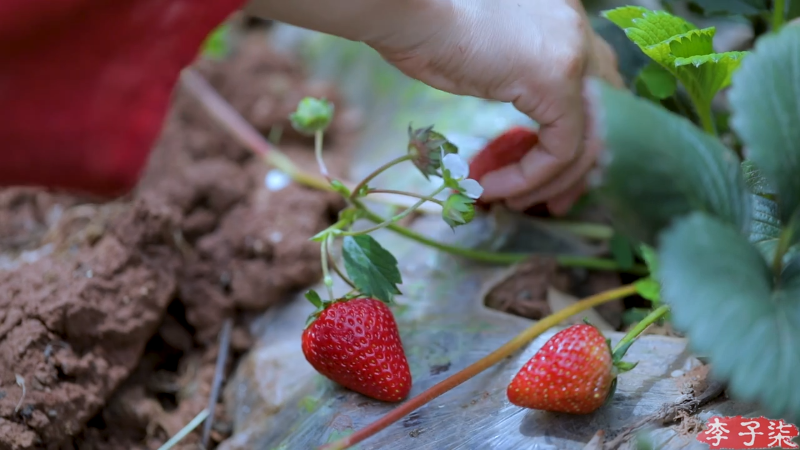 我在斗鱼看李子柒liziqi直播美食