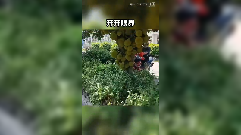 又是一年成熟季