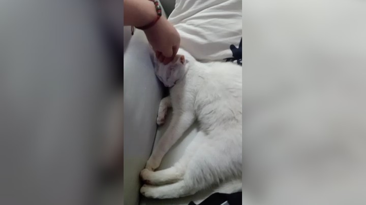 死皮赖脸的跟着我回家，还不让我睡觉？！！！