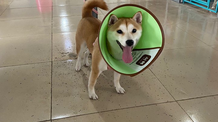 团团母第32天，添加喂食训练