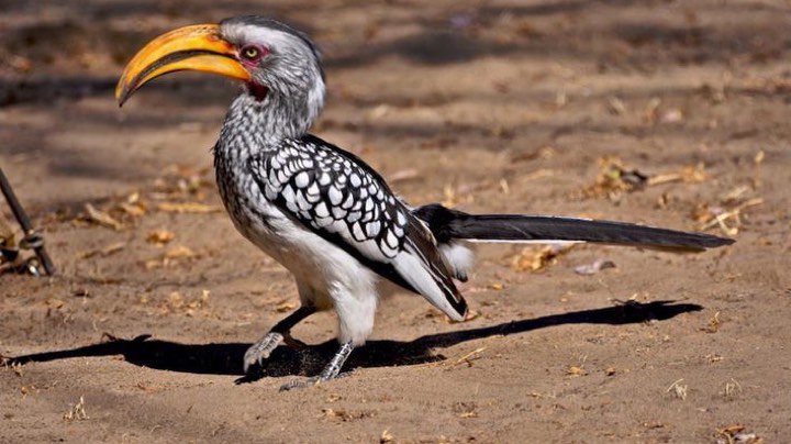 6.28 Goodbye Zazu