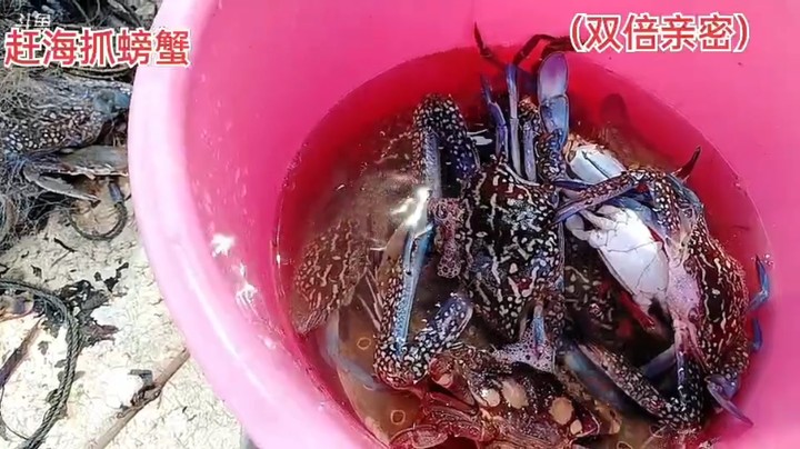 大哥赶海抓螃蟹，这兰花蟹真好看