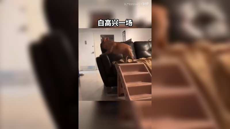 当主人回家晚了，宠物的反应。
