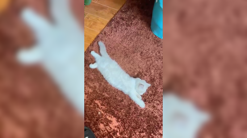 果然猫一天都是在睡觉啊
