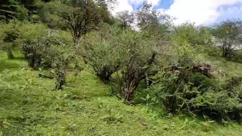 【2022-07-03 16点场】在线天文：玉龙雪山流石滩考察