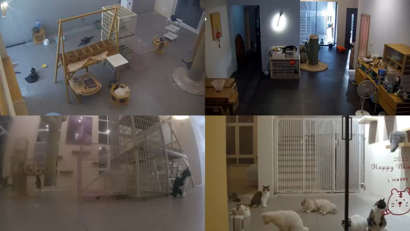 【2022-07-06 23点场】喵放送：喵放送☀️喵呜~