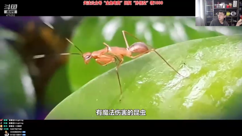 【2022-07-08 16点场】孙悟空丨兰林汉：孙悟空：新版本，我无敌了