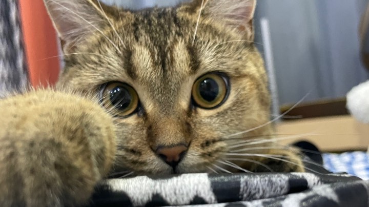 鲁班：我没有惹你们任何人