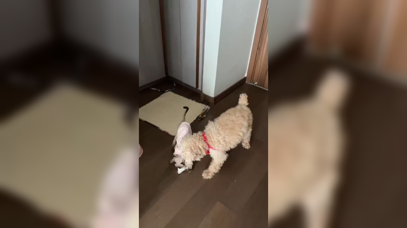 你见过这种场景吗？