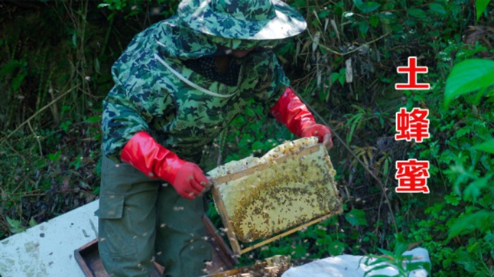 土蜂蜜是怎样取蜜的？全副武装也被蛰，想吃真正的土蜂蜜真不容易